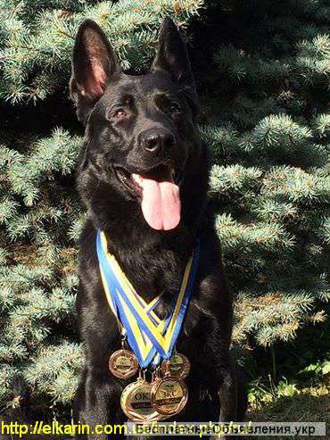 Щенки Немецкой Овчарки Черного Окраса Фото