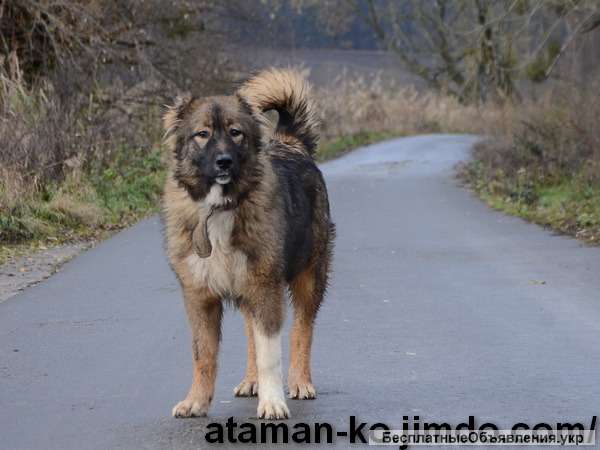 Овчарка 7 Месяцев Фото