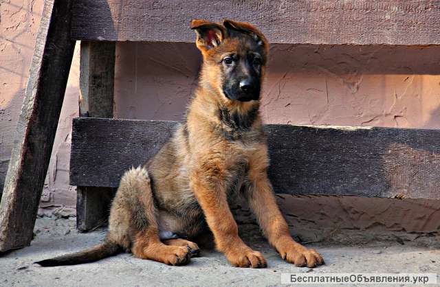 Фото Окрасы Немецких Щенков